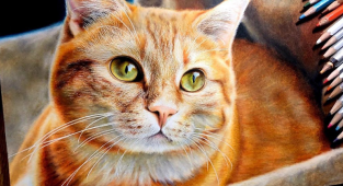 Кошки в жанре гиперреализма: невозможно поверить, что это не фото! (24 фото)