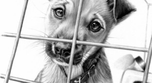The Best Pencil Art (48 works)