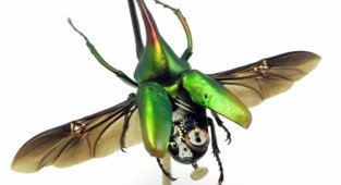 Amazing products in the world - mechanical insects (50 photos)