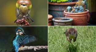 Победители конкурса фотографий дикой природы Essex Wildlife (13 фото)
