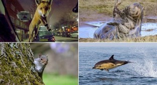Победители конкурса любительской фотографии Mammal Photographer of the Year (16 фото)