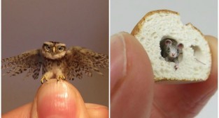 Художница создает невероятно реалистичные миниатюры животных (30 фото)