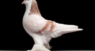 These beautiful birds are pigeons (26 photos)