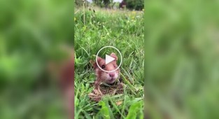 Як правильно фотографувати хом'яка на природі