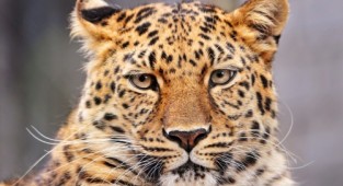 Леопарди / Leopards by Tambako the Jaguar (32 фото)