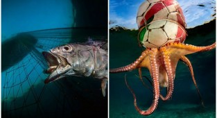 Полное погружение: лучшие фотографии подводного мира 2020 (27 фото)