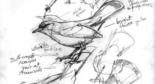 Learn to draw animals. Birds (377 works)