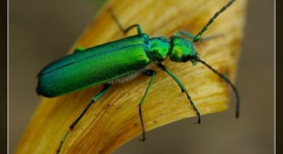 Навколишній світ через фотооб'єктив - Insects: Coleoptera (Комахи: Жуки) Частина 8 (282 фото)