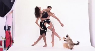 Кішки, які позують не гірше, ніж професійні моделі