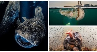 Впечатляющие фотографии-победители конкурса "Подводный фотограф-2022" (15 фото)