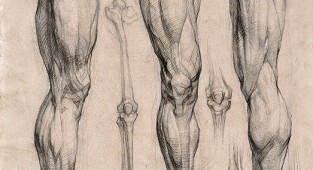 Selection of ecorche (arms and legs) (10 works)