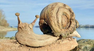 Sculptures made from driftwood washed ashore (17 photos)