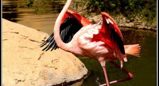 Pink flamingo - Foto (32 photos)