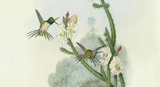 Художник John Gould Hummingbird (22 работ)