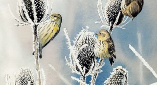 Susan Bourdet "Птахи в природному інтер'єрі" (37 робіт)