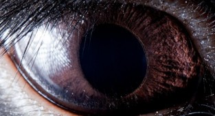 Очі тварин (16 фото)