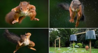 Фотограф-натуралист год заманивал белок в свой сад, чтобы сделать эффектные снимки (7 фото)