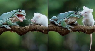 Необычные друзья: Крошечный грызун целует лягушку (6 фото)