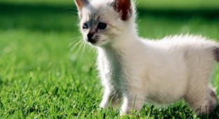 Kittens - Foto (31 photos)