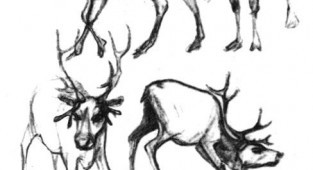 Learn to draw animals. Deer, moose (74 works)