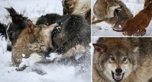 Впечатляющие фотографии ожесточенной схватки волка с охотничьими собаками в Казахстане (5 фото)