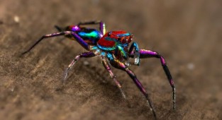 Фотографу-любителю удалось сфотографировать самого красочного в мире паука (4 фото + 1 видео)