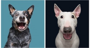 Собачий характер: замечательные портреты собак от Эльке Фогельзанг (22 фото)
