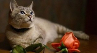 Окружающий мир через фотообъектив - Домашняя кошка (Domestic Cat) Часть 2 (187 фото)