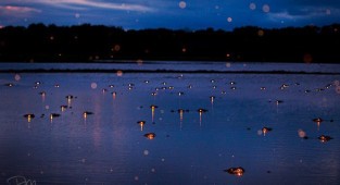 Парень просто сфотографировал ночное болото (5 фото)