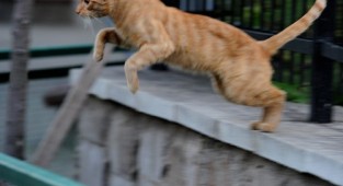 Навколишній світ через фотооб'єктив - Домашня кішка (Domestic Cat) Частина 3 (115 фото)