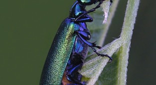 Навколишній світ через фотооб'єктив - Insects: Coleoptera (Комахи: Жуки) Частина 5 (191 фото)