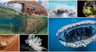 Победители конкурса подводной фотографии Through Your Lens (27 фото)