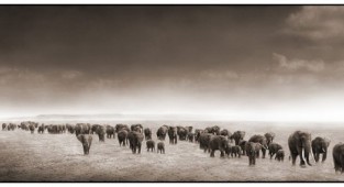 Black&White Africa by Nick Brandt (62 photos)