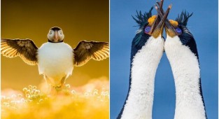 Пернатые красавцы: лучшие фото птиц с конкурса The Bird Photographer (21 фото)