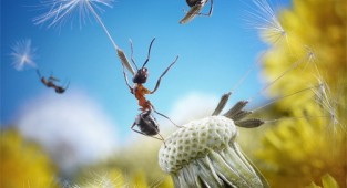 Ant stories. Andrey Pavlov (38 photos)