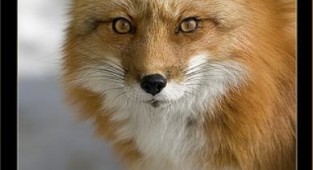 Photos of foxes by Michel Roy (21 photos)