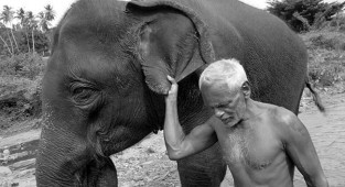 Powerful Photos About the Complex Relationships of Asians with Elephants (18 photos)