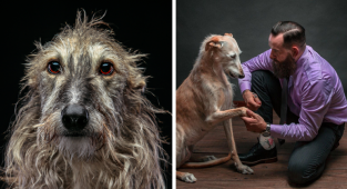 Фотографии собак, брошенных испанцами после окончания сезона охоты (25 фото)
