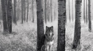 Photos of wolves... (24 photos)