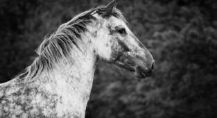 Photographer Tosca Suto. Horses (128 photos)