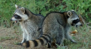 Large collection of raccoons (122 photos)