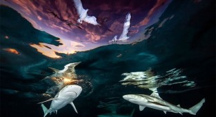 Победители конкурса "Подводный фотограф" - 2021 (20 фото)