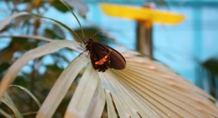 Фото - Метелики | Photo - Butterfly (11 картинок)