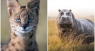 Photographer Stuck in Kenya Due to Pandemic, Takes Amazing Photos of Animals (30 Photos)