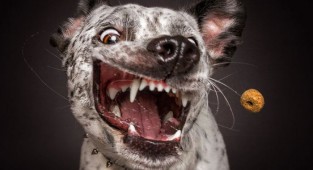 Смешные собаки ловят лакомство (30 фото)
