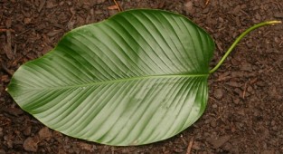 Листья тропических растений (81 фото)
