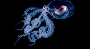 Фотограф запечатлел осьминога с прозрачной головой (22 фото)