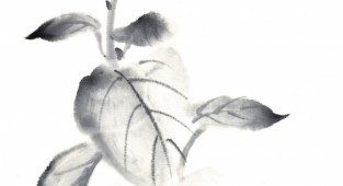 Японські акварелі. Колекція квітів від Ріцуо Сугіяма (45 робіт) (1 частина)