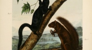 John James Audubon (1785-1851). 1851 (160 робіт)