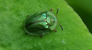 The world around us through a photographic lens - Insects: Coleoptera (Insects: Beetles) Part 3 (240 photos)
